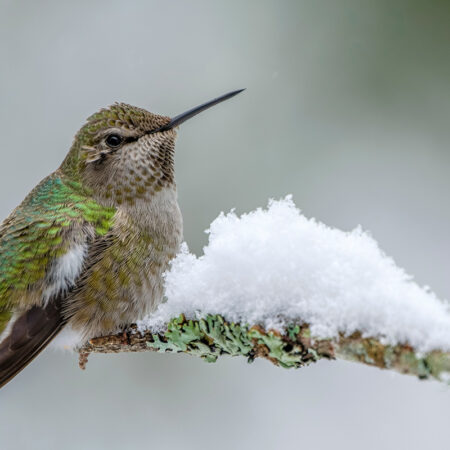Anna's Hummingbird in Winter