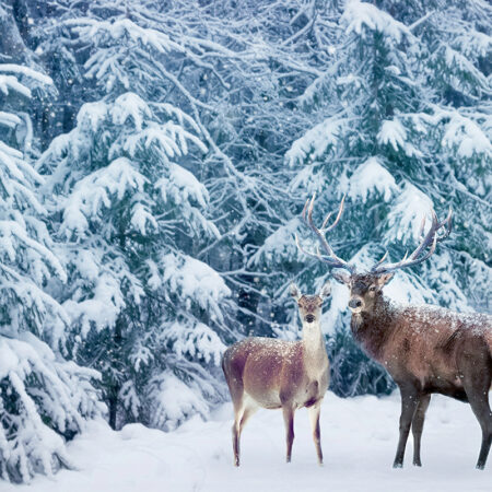 Deer in Snow