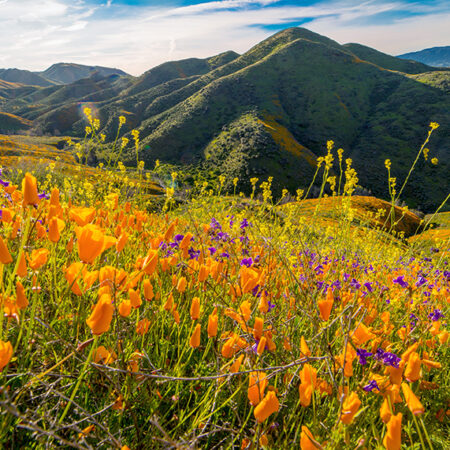 California Poppies