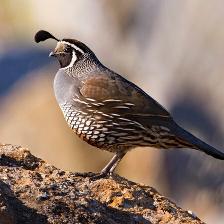 California Quail